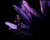 Purple Crystal Backdrop