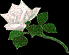 white rose sticker