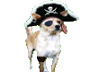 Pirate dog