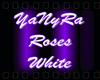 IYIRoses White