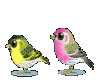Two Hoppy Birds