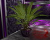 purple gala club plant
