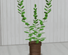 T︙Decorative Plant