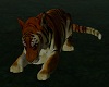 ~HD~cuddle tiger