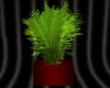 red potted plant