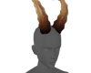 Horns M/F