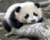 Baby panda