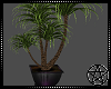 Dark City Plant