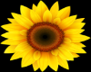 Anim Sunflower Petals
