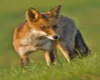 fox dancefloor animated