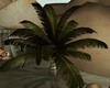 La Calita Palm Tree