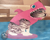 ♕ Shark Cat