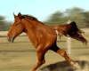 Caballito de palo BAILE