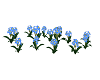 Forget-me-not patch
