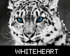 [WH] Snow Leopard