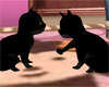 2 Black Kittens