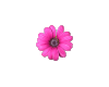 Tiny Pink Flower