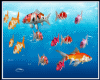 carp fish