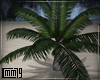 C79|Palm/Small