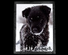 Black Puppy Falling Snow