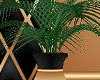 [AG] --'opolis plant