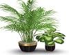 "CC" house plant blk&gld