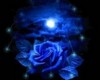 Blue rose star