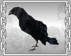 Animated Crow Furniture