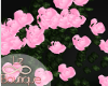 Pink Wall Roses