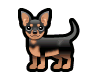 Transparent Chihuahua