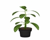 Dark gray potted plant