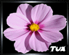 Lilac Flower