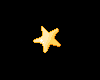 Tiny Gold Starfish