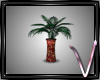 Imperial Vased Plant
