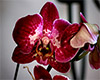 Bloody Fang Orchid