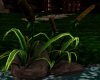 ~Z~ Pond Cattails plant