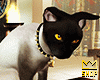 Egyptian Cat 𓂀