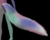 Sammy Tail/SP