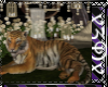 My Tiger To Cuddle