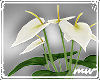 !Anth Lilies White