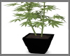 MaryJane Weed Plant