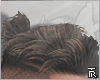 Giovane Hairstyle