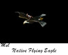 Native Flying Eagle