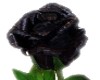 SH Real Black Rose