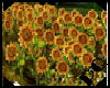 Natural Sunflower Field
