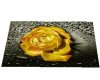JR Golden Rose Lg Rug