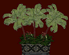 Orient Palms in Pot