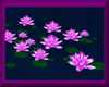 Water Lilies *pink*