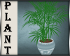 [FD] Forgotten Plant