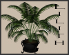 Potted Palm - Black